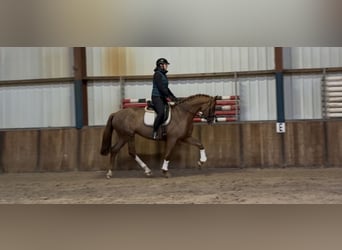 Westfale, Stute, 8 Jahre, 170 cm, Fuchs