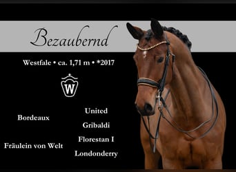 Westfale, Stute, 8 Jahre, 171 cm, Brauner