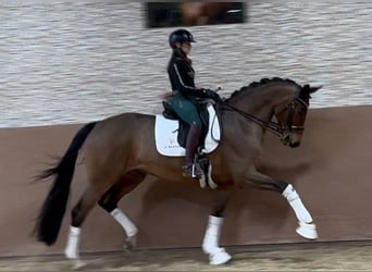 Westfale, Stute, 8 Jahre, 171 cm, Brauner