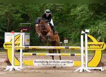 Westfale, Stute, 8 Jahre, 171 cm, Brauner