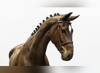 Westfale, Stute, 8 Jahre, 171 cm, Brauner