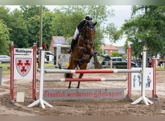 Westfale, Stute, 8 Jahre, 171 cm, Brauner