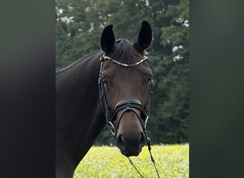 Westfale, Stute, 8 Jahre, 171 cm, Dunkelbrauner