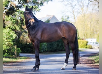 Westfale, Stute, 8 Jahre, 172 cm, Dunkelbrauner