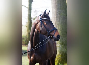 Westfale, Stute, 8 Jahre, 172 cm, Dunkelbrauner