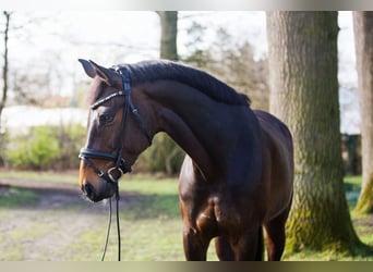 Westfale, Stute, 8 Jahre, 172 cm, Dunkelbrauner