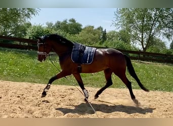 Westfale, Stute, 8 Jahre, 172 cm, Dunkelbrauner
