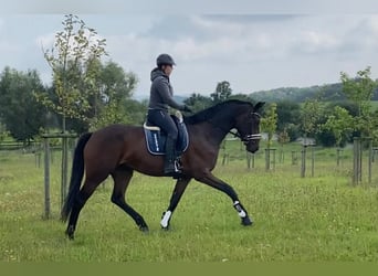 Westfale, Stute, 8 Jahre, 172 cm, Dunkelbrauner