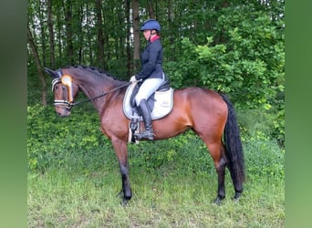 Westfale, Stute, 8 Jahre, 172 cm, Dunkelbrauner