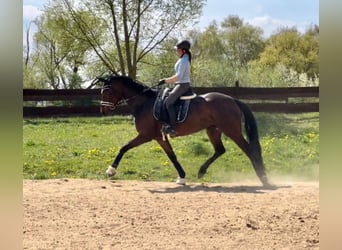 Westfale, Stute, 8 Jahre, 172 cm, Dunkelbrauner
