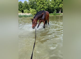 Westfale, Stute, 8 Jahre, 172 cm, Dunkelbrauner