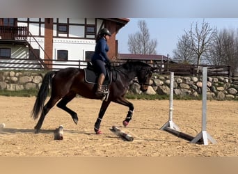 Westfale, Stute, 8 Jahre, 172 cm, Dunkelbrauner