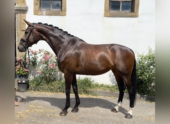 Westfale, Stute, 8 Jahre, 172 cm, Dunkelbrauner
