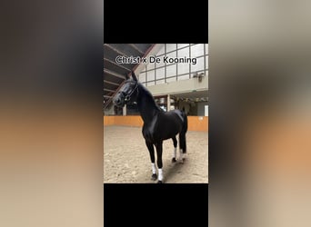 Westfale, Stute, 8 Jahre, 172 cm, Rappe