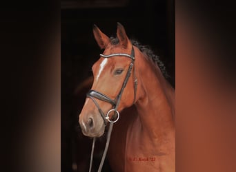 Westfale, Stute, 8 Jahre, 173 cm, Brauner