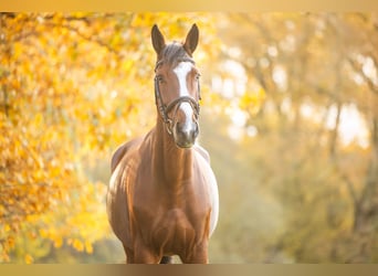 Westfale, Stute, 8 Jahre, 173 cm, Brauner