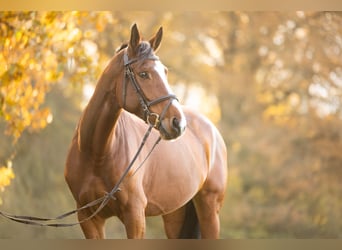 Westfale, Stute, 8 Jahre, 173 cm, Brauner