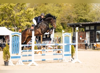Westfale, Stute, 8 Jahre, 173 cm, Schwarzbrauner