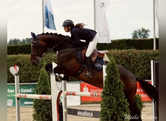 Westfale, Stute, 8 Jahre, 174 cm, Brauner