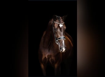 Westfale, Stute, 8 Jahre, 174 cm, Schwarzbrauner
