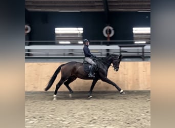 Westfale, Stute, 8 Jahre, 175 cm, Schwarzbrauner