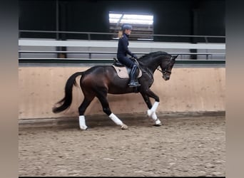 Westfale, Stute, 8 Jahre, 175 cm, Schwarzbrauner