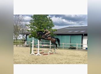 Westfale, Stute, 8 Jahre, 175 cm, Schwarzbrauner