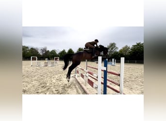 Westfale, Stute, 8 Jahre, 175 cm, Schwarzbrauner