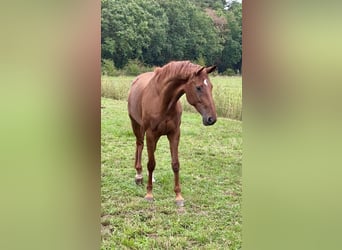 Westfale, Stute, 8 Jahre, 176 cm, Fuchs