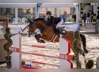 Westfale, Stute, 8 Jahre, 180 cm, Brauner