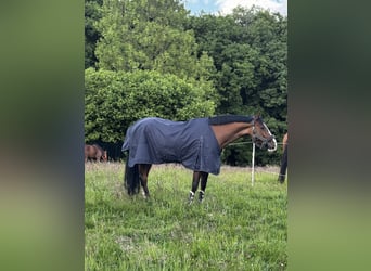 Westfale, Stute, 8 Jahre, 180 cm, Brauner