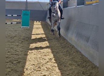 Westfale, Stute, 8 Jahre, 180 cm, Schimmel