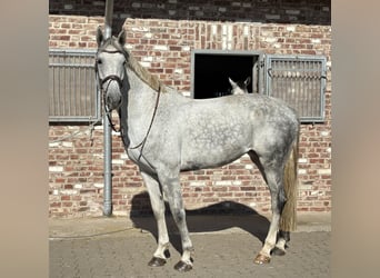 Westfale, Stute, 8 Jahre, 182 cm, Schimmel