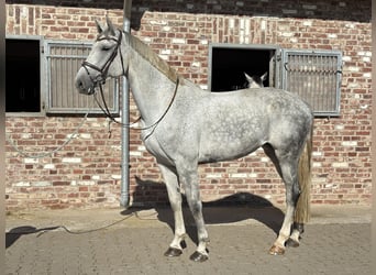 Westfale, Stute, 8 Jahre, 182 cm, Schimmel