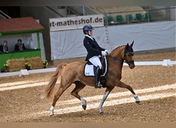 Westfale, Stute, 9 Jahre, 146 cm, Falbe