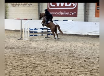 Westfale, Stute, 9 Jahre, 146 cm, Falbe