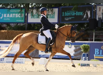 Westfale, Stute, 9 Jahre, 146 cm, Falbe