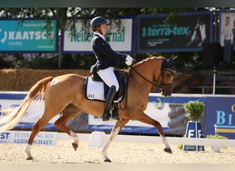 Westfale, Stute, 9 Jahre, 146 cm, Falbe