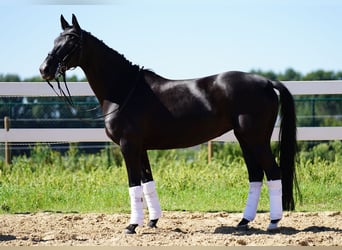 Westfale, Stute, 9 Jahre, 162 cm, Rappe