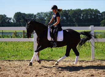 Westfale, Stute, 9 Jahre, 162 cm, Rappe