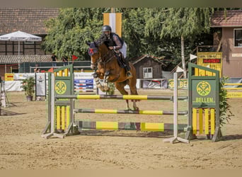 Westfale, Stute, 9 Jahre, 163 cm, Brauner