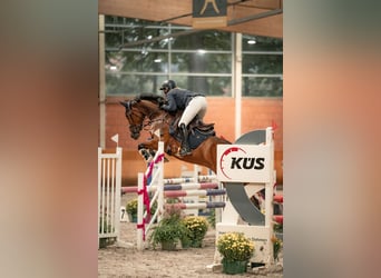 Westfale, Stute, 9 Jahre, 163 cm, Brauner