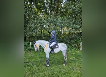 Westfale, Stute, 9 Jahre, 163 cm, Schimmel