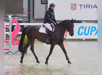 Westfale, Stute, 9 Jahre, 164 cm, Dunkelbrauner