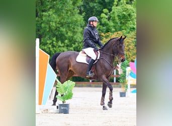 Westfale, Stute, 9 Jahre, 164 cm, Dunkelbrauner