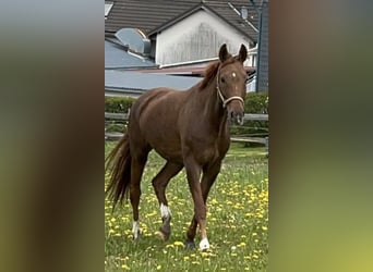 Westfale, Stute, 9 Jahre, 164 cm, Fuchs