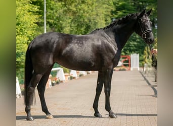 Westfale, Stute, 9 Jahre, 164 cm, Rappe