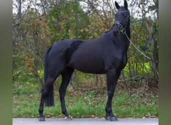 Westfale, Stute, 9 Jahre, 164 cm, Rappe