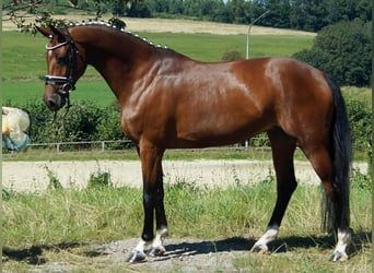 Westfale, Stute, 9 Jahre, 165 cm, Brauner