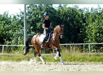 Westfale, Stute, 9 Jahre, 165 cm, Brauner